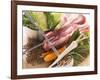 Ingredients for Stew: Pork, Vegetables, Lentils and Savoy Cabbage-Eising Studio - Food Photo and Video-Framed Photographic Print