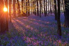 Bluebells Growing in Ancient Woodland-Inguna Plume-Photographic Print