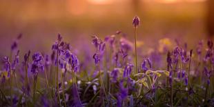 Bluebells at Sunset-Inguna Plume-Framed Photographic Print