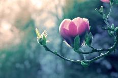 Close-Up of Cherry Blossom-Inguna Plume-Photographic Print