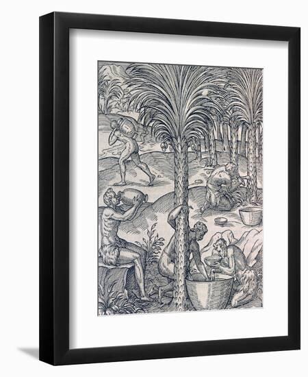 Inhabitants of Cape Verde Making Drinks from Palm Trees, Engraving from Universal Cosmology-Andre Thevet-Framed Premium Giclee Print