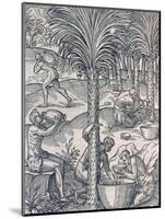 Inhabitants of Cape Verde Making Drinks from Palm Trees, Engraving from Universal Cosmology-Andre Thevet-Mounted Giclee Print