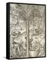 Inhabitants of Cape Verde Making Drinks from Palm Trees, Engraving from Universal Cosmology-Andre Thevet-Framed Stretched Canvas