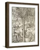 Inhabitants of Cape Verde Making Drinks from Palm Trees, Engraving from Universal Cosmology-Andre Thevet-Framed Giclee Print