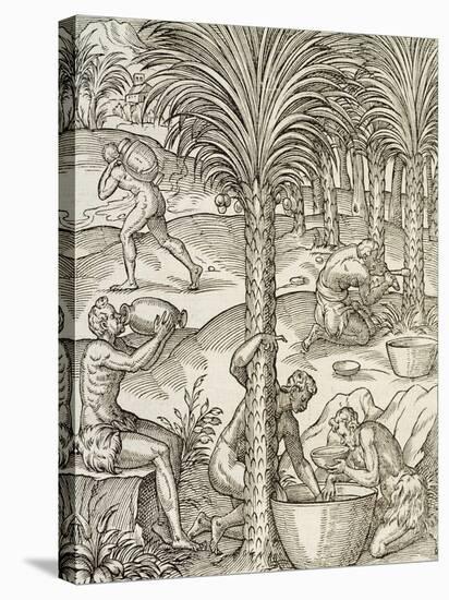 Inhabitants of Cape Verde Making Drinks from Palm Trees, Engraving from Universal Cosmology-Andre Thevet-Stretched Canvas