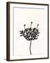 Ink Botanical Sketch III-J. Holland-Framed Art Print