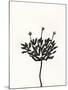 Ink Botanical Sketch III-J. Holland-Mounted Art Print