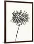 Ink Botanical Sketch V-J. Holland-Framed Art Print