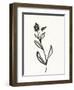 Ink Botanical Sketch VI-J. Holland-Framed Art Print