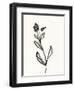 Ink Botanical Sketch VI-J. Holland-Framed Art Print