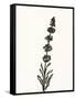 Ink Botanical Sketch VII-J. Holland-Framed Stretched Canvas