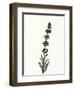 Ink Botanical Sketch VII-J. Holland-Framed Art Print