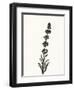 Ink Botanical Sketch VII-J. Holland-Framed Art Print