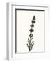 Ink Botanical Sketch VII-J. Holland-Framed Art Print