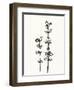 Ink Botanical Sketch VIII-J. Holland-Framed Art Print