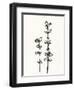 Ink Botanical Sketch VIII-J. Holland-Framed Art Print