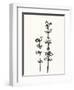 Ink Botanical Sketch VIII-J. Holland-Framed Art Print