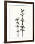 Ink Botanical Sketch VIII-J. Holland-Framed Art Print