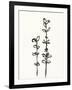 Ink Botanical Sketch VIII-J. Holland-Framed Art Print