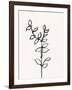 Ink Botanical Sketch X-J. Holland-Framed Art Print