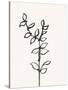 Ink Botanical Sketch X-J. Holland-Stretched Canvas