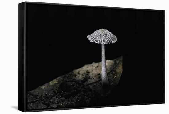 Ink Cap-Paul Starosta-Framed Stretched Canvas