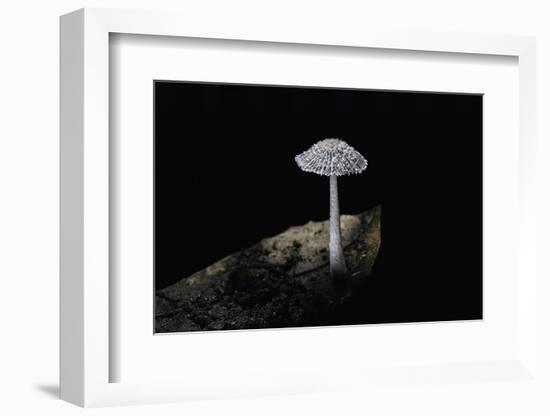 Ink Cap-Paul Starosta-Framed Photographic Print