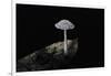 Ink Cap-Paul Starosta-Framed Photographic Print