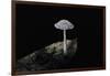 Ink Cap-Paul Starosta-Framed Photographic Print