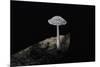 Ink Cap-Paul Starosta-Mounted Photographic Print