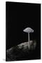 Ink Cap-Paul Starosta-Stretched Canvas