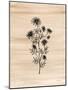 Ink Flowers II-Yvette St. Amant-Mounted Art Print