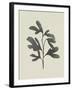 Ink Oak Branch II-Emma Caroline-Framed Art Print