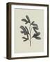 Ink Oak Branch II-Emma Caroline-Framed Art Print