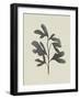 Ink Oak Branch II-Emma Caroline-Framed Art Print