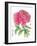 Ink Painting Of Chinese Peony Translation: The Blossom Of Prosperity-yienkeat-Framed Art Print