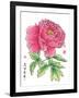 Ink Painting Of Chinese Peony Translation: The Blossom Of Prosperity-yienkeat-Framed Art Print