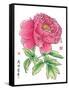 Ink Painting Of Chinese Peony Translation: The Blossom Of Prosperity-yienkeat-Framed Stretched Canvas