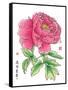 Ink Painting Of Chinese Peony Translation: The Blossom Of Prosperity-yienkeat-Framed Stretched Canvas