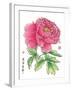 Ink Painting Of Chinese Peony Translation: The Blossom Of Prosperity-yienkeat-Framed Art Print