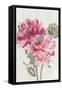 Ink Peony-Asia Jensen-Framed Stretched Canvas