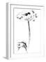 Ink Poppy-Nan Rae-Framed Art Print