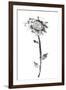 Ink Rose-Nan Rae-Framed Art Print