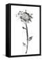 Ink Rose-Nan Rae-Framed Stretched Canvas