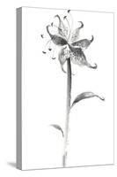 Ink Tiger Lily-Nan Rae-Stretched Canvas