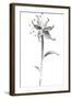 Ink Tiger Lily-Nan Rae-Framed Art Print