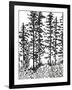 Inky Forest-Sandra Jacobs-Framed Giclee Print