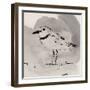 Inky Plover II-Jacob Green-Framed Art Print