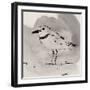 Inky Plover II-Jacob Green-Framed Art Print