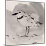 Inky Plover II-Jacob Green-Mounted Art Print